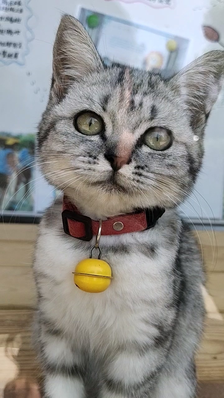 辛玛的猫